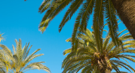 Palm tree and clear blue skyの写真素材