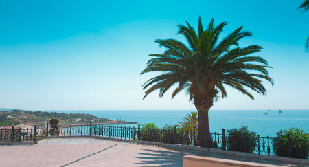 Tarragona, view from tarrace and palm treeの写真素材