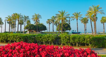 Beautiful palm trees, Salou, Spainの写真素材