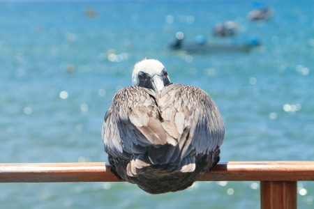 pelican restingの写真素材