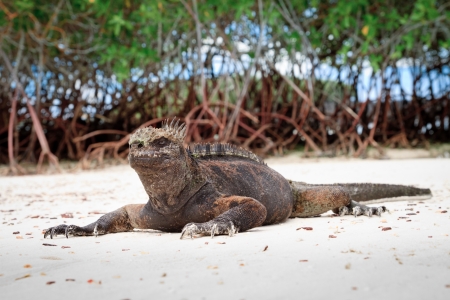 Galapagos iguana on the beach の写真素材