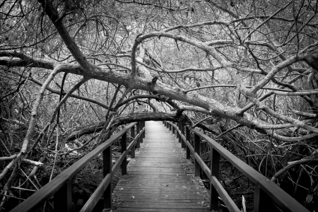 Scary path in a forestの写真素材