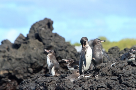  Penguin family  in the wild,  Galapagos Islandsの写真素材