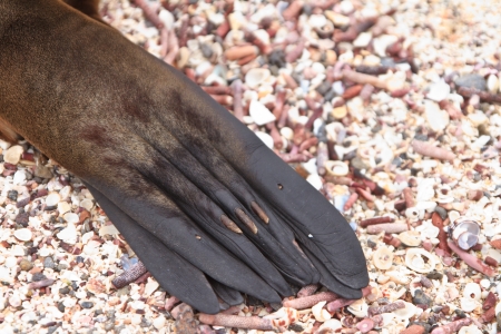 Galapagos sea lion close up, pawの写真素材