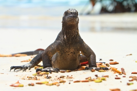 Iguana on the beachの写真素材