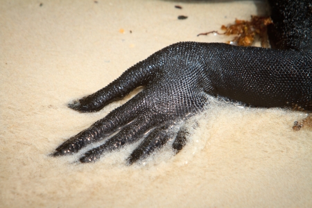 Close up of the foot on a galapagos marine iguanaの写真素材