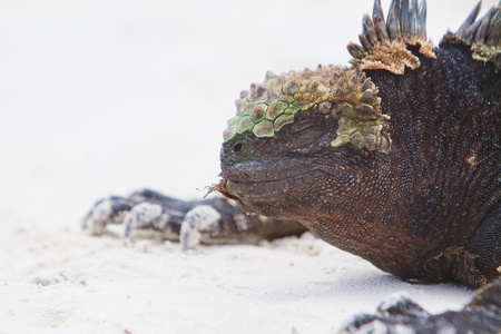 Marine Iguana Close up portrait on the beachの写真素材