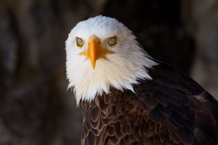 Portrait of a bald eagle with eyelids closedの写真素材