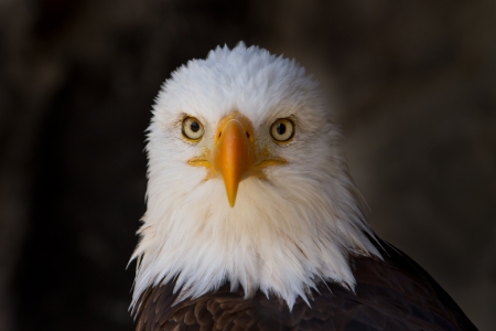 Portrait of a bald eagle close upの写真素材