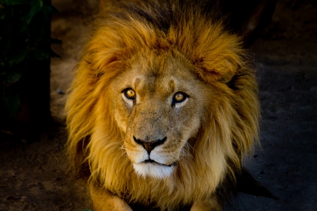 Close-up portrait of a young lionの写真素材