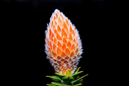 Mountain flower  Chuquirahua flower of the Andesの写真素材