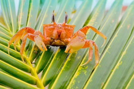 red crab on a palm treeの写真素材