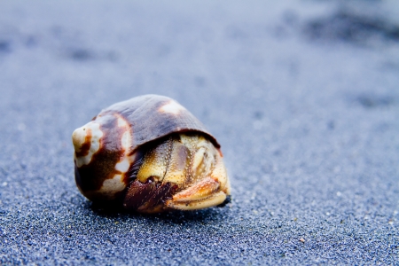 Hermit Crab on black sand close upの写真素材