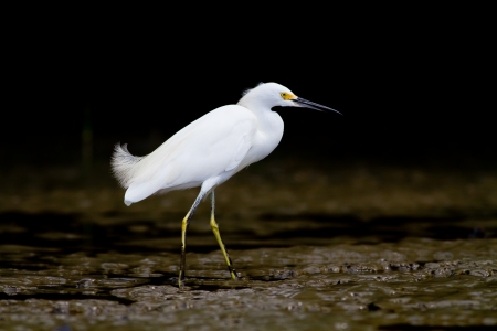 White Heron on the banks or a riverの写真素材