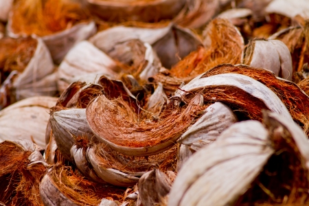 Coconut shells, member of the family Arecaceaeの写真素材