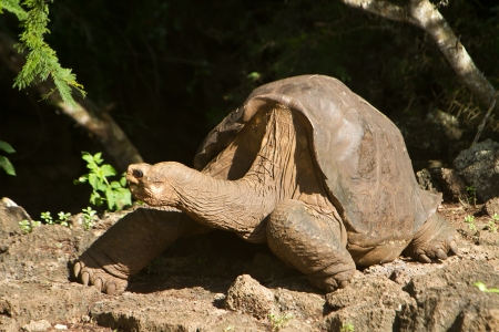 Lonesome George, taken a few days before his deathの写真素材