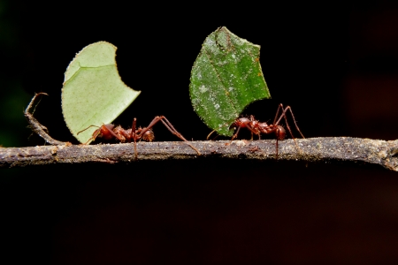 Leaf cutter ants, carrying leaf, black background の写真素材