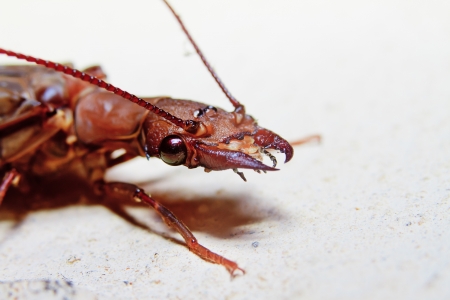 flying rain forest insect close up の写真素材