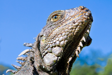 Land Iguana close up head with blue skyesの写真素材