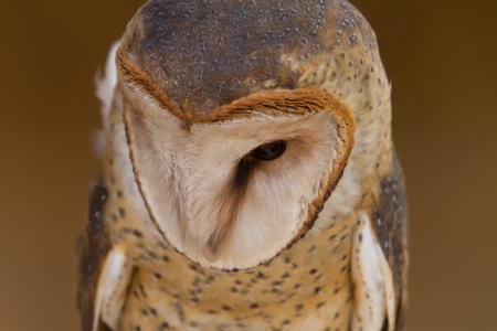Barn Owl portraitの写真素材