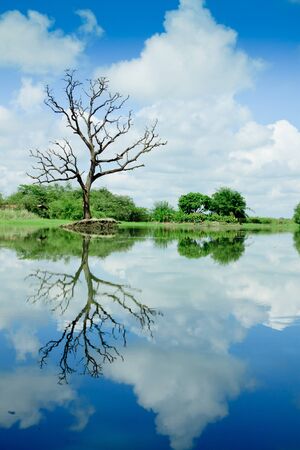 Beautiful wetland view, reflection with treeの写真素材