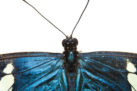 Blue butterfly closeup isolated on white background
