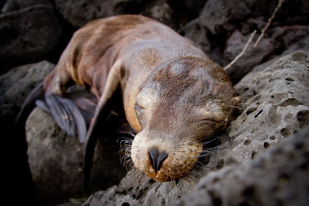closeup of a Baby sea lion sleeping in the Galapagos Islands