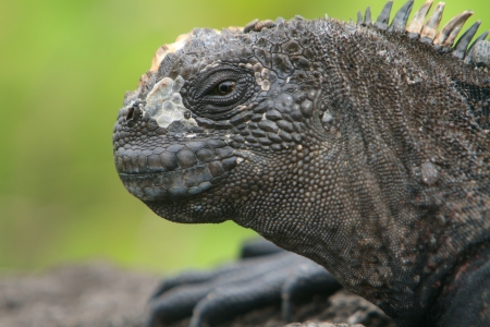 Galapagos marine Iguana resting, at the Galapagos Islandsの写真素材