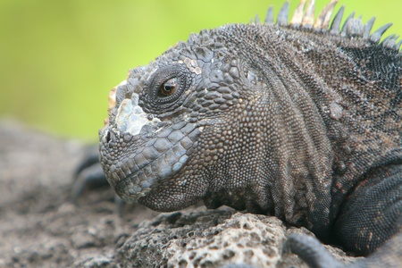 Galapagos marine Iguana resting, at the Galapagos Islandsの写真素材