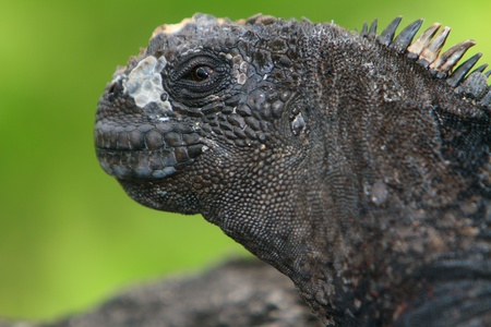 Galapagos marine Iguana resting, at the Galapagos Islandsの写真素材