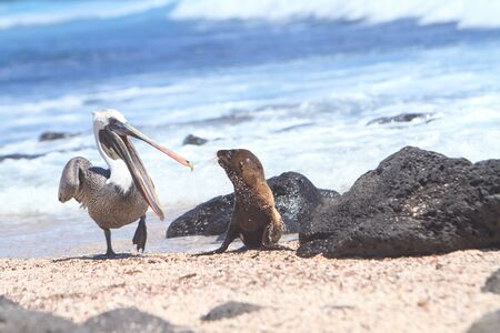 Baby Sea Lion and pelican walking at the Galapagos Islandsの写真素材