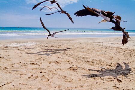 Seagulls chasing bird with fish on his mouthの写真素材