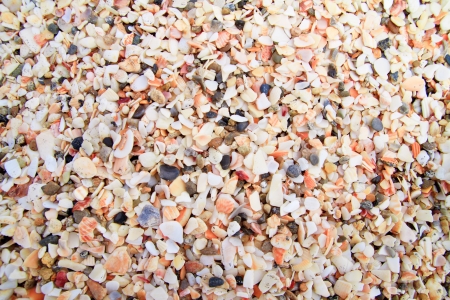 small colorful sea shells on the backgroundの写真素材