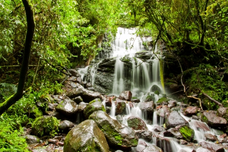 tropical rain forest with waterfallの写真素材