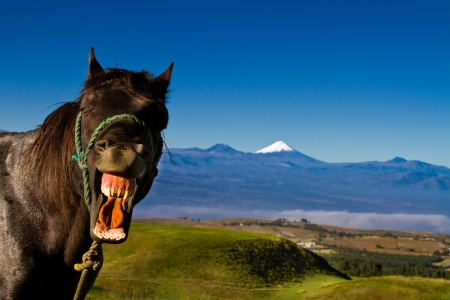 funny horse with a silly expression on it s faceの写真素材