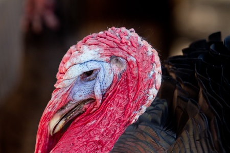 Thanksgiving Turkey Tom close up portraitの写真素材