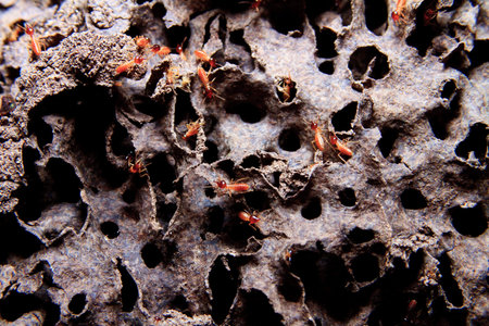 Closeup of texture, termite colony
