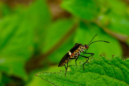 Insect in the Morning の写真素材