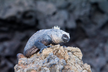 Ugly Iguana from the Galapagos Islands