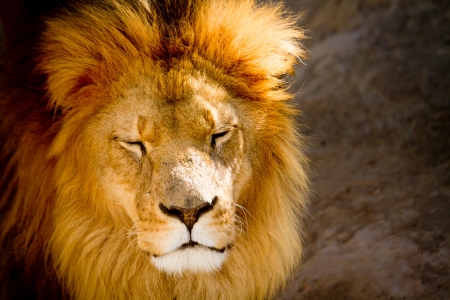 Close up of a lion portraitの写真素材