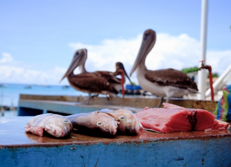 Pelicans waiting at the fish marketの写真素材