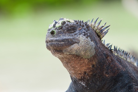 Marine Iguana Close up portrait on the beachの写真素材