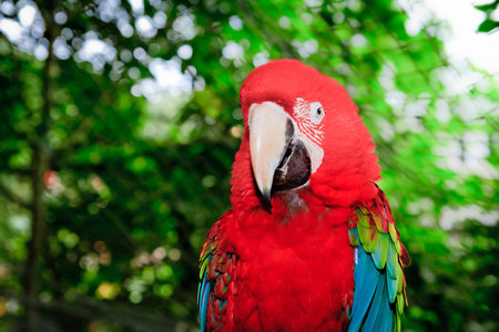 Red Macaw head close-up 