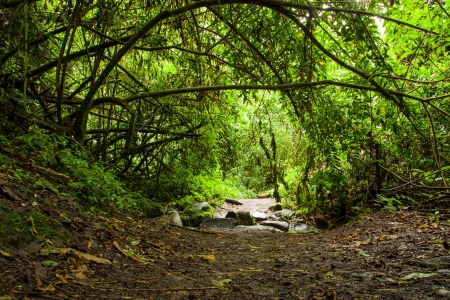 Tropical Rainforest Landscape, Ecuadorの写真素材