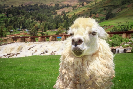 Close up of a white alpacas headの写真素材