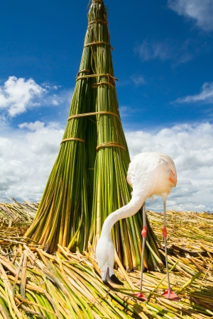 White Flamingo on the islands of Uros Peruの写真素材