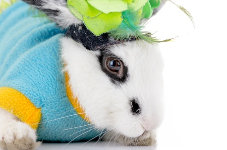 white dalmatian rabbit with black spotsの写真素材