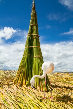 White Flamingo on the islands of Uros Peruの写真素材