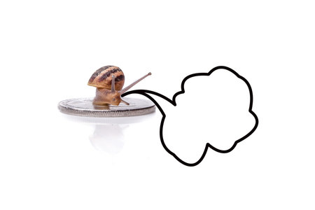 silver coin and snail, studio shotの写真素材