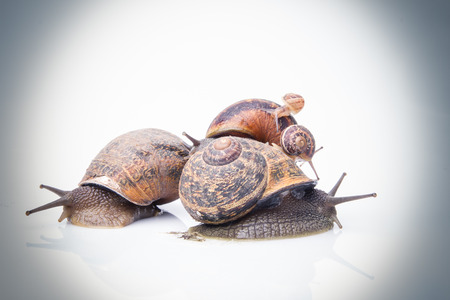 Garden snails, may sugest family valuesの写真素材